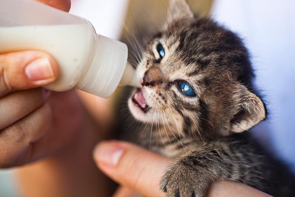 Can Cats Eat Dog Food Safely? 2 cats eat