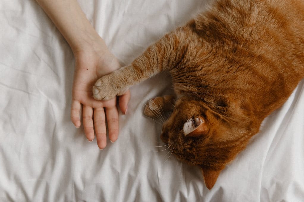 Scratching Cat Behavior - 5 Tips to Protect Your Furniture 2 cats hand
