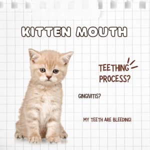 Kitten Mouth Bleeding: Causes and Care Tips 2 kitten-mouth