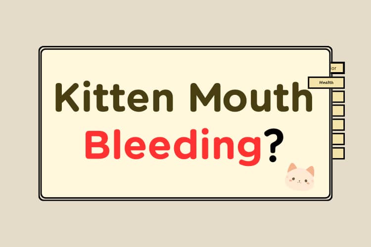 kitten mouth bleeding
