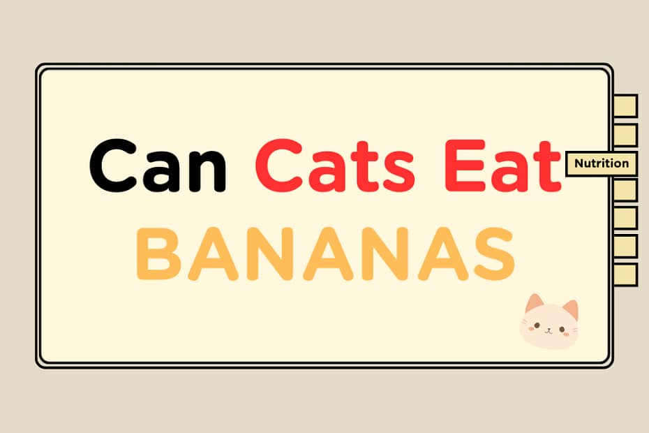can cats eat bananas