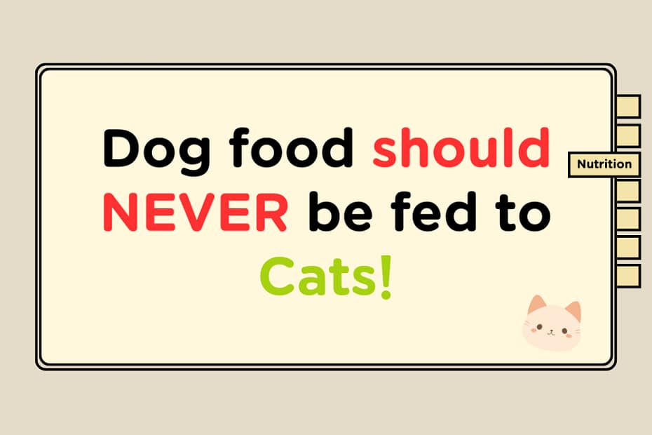 Can Cats Eat Dog Food Safely? 1 cats eat