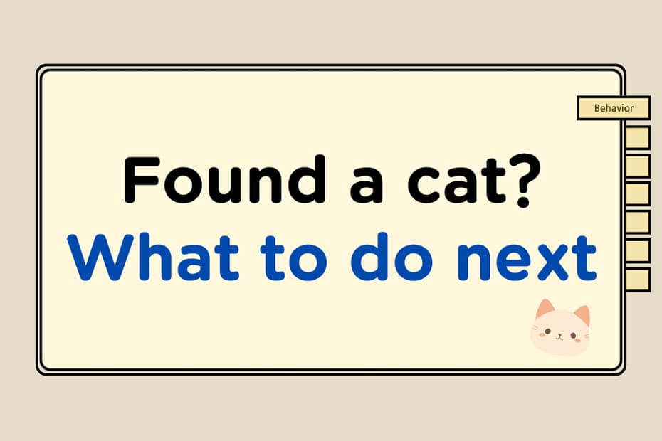 Found a Cat? Here's What to Do Next 1 found-a-cat