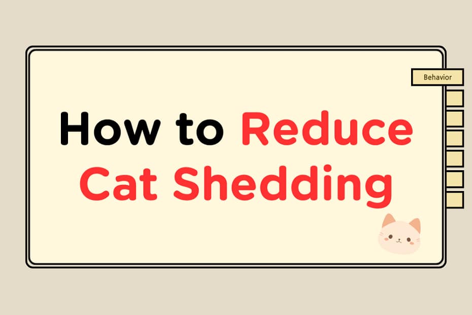 reduce-cat-shedding