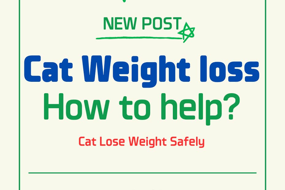cat weight loss