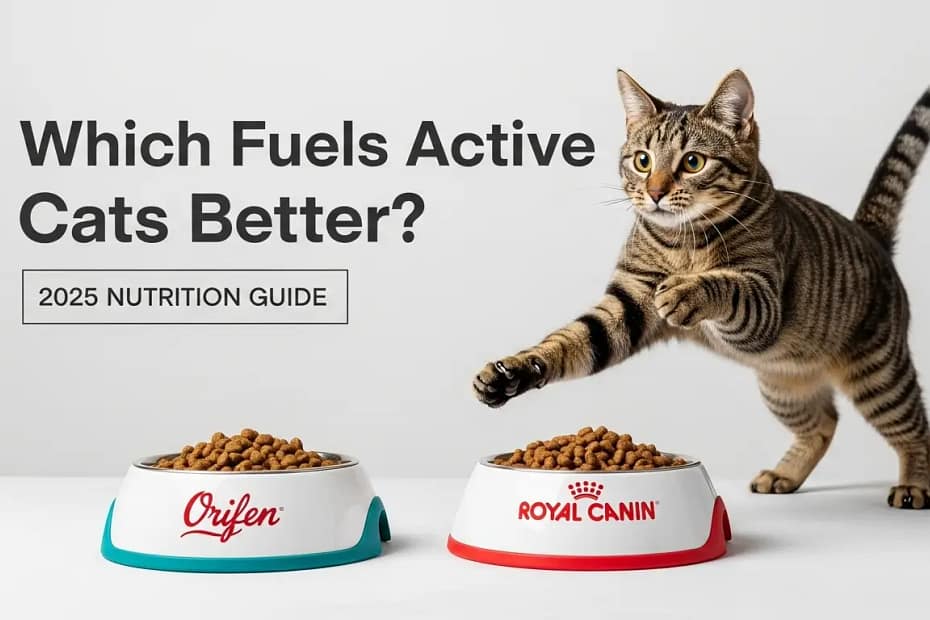 Which cat food helps active cats more, Orijen Cat & Kitten or Royal Canin Indoor? 8 orijen cat & kitten